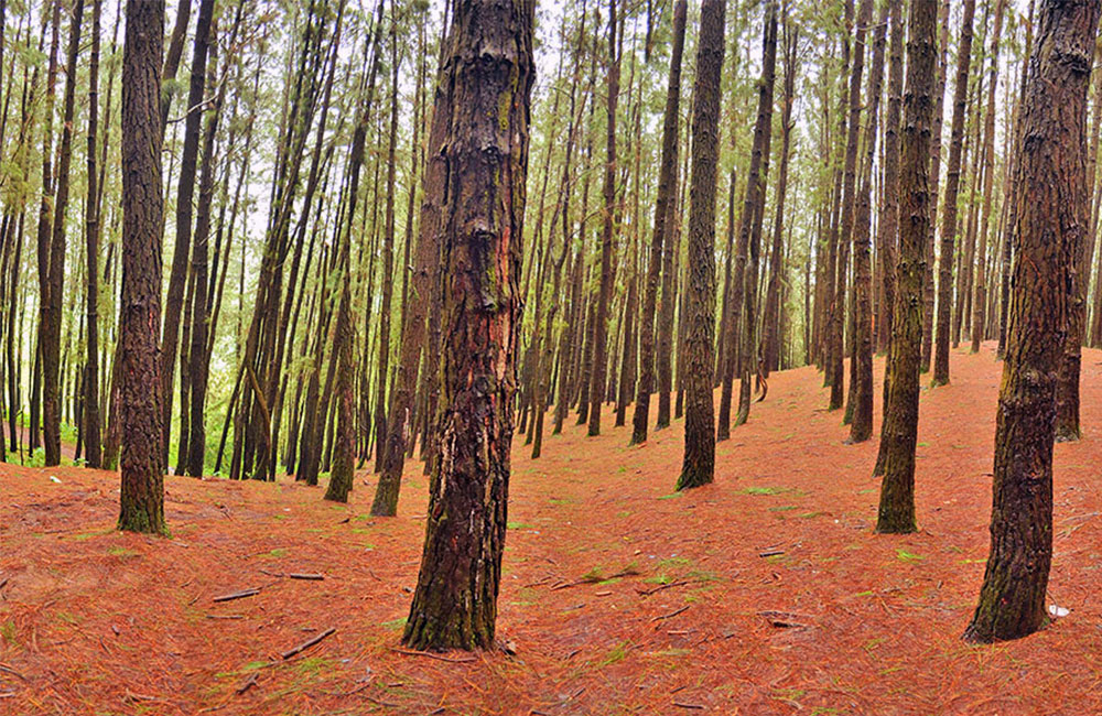 Vagamon-Pine-Forest---orange-valley-hills-resort-vagamon