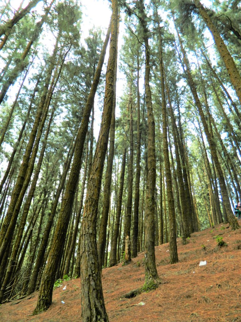 Best Resort for families in Vagamon