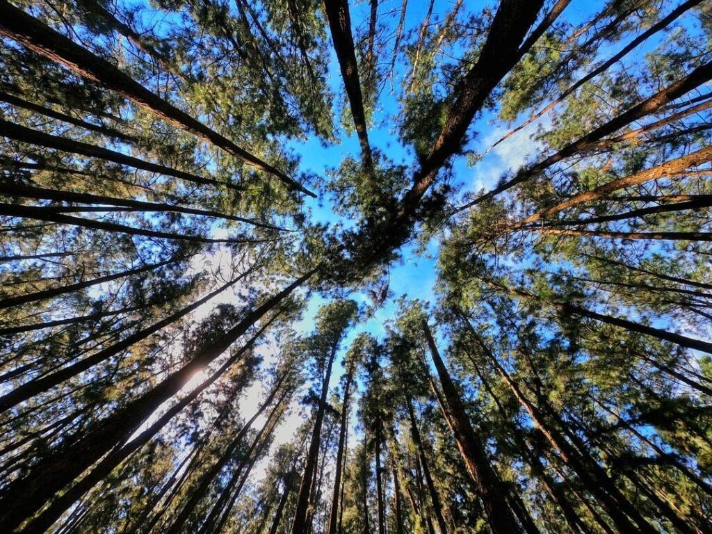 Best Resort for Couple in Vagamon