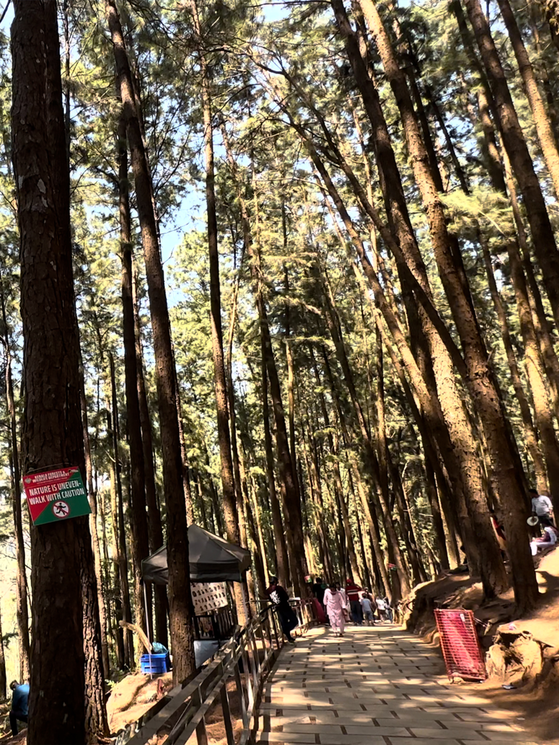 Pine Forest Vagamon 