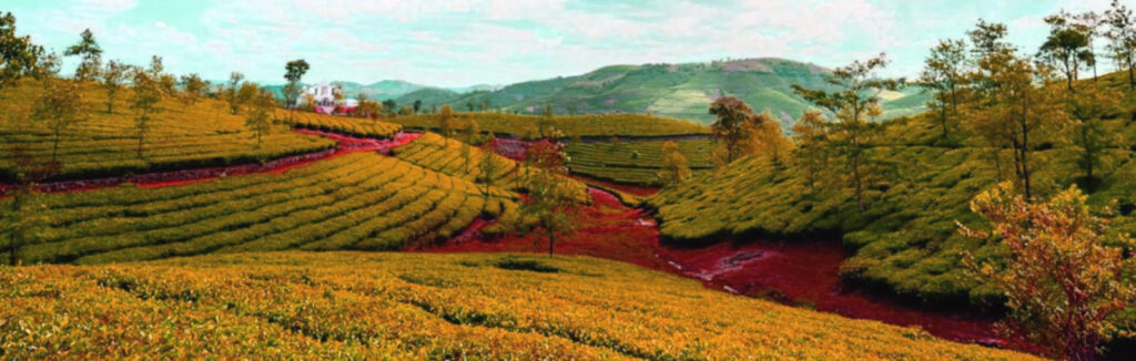 Vagamon Travel Guide 2026 — Itineraries, Food, Local Tips & the Kerala Circuit